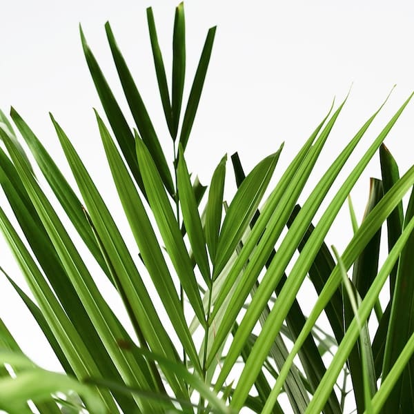 Ikea DYPSIS LUTESCENS - Potted plant, Areca palm, 24 cm