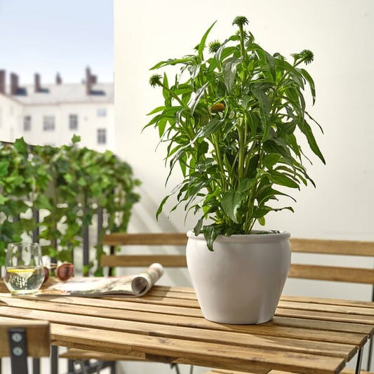 Ikea ECHINACEA - Pot plant, echinacea various colors,17 cm
