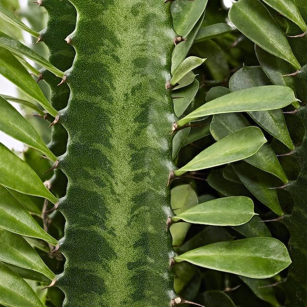 Ikea EUPHORBIA ACRURENSIS - Potted plant, 24 cm