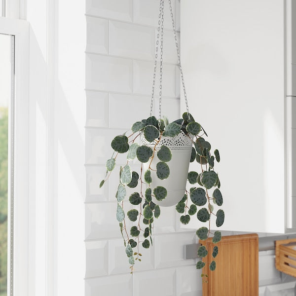 FEJKA - Artificial potted plant, in/outdoor hanging/String of hearts, 9 cm