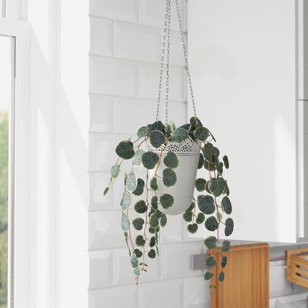 FEJKA artificial potted plant, in/outdoor hanging/String of hearts, 9 cm