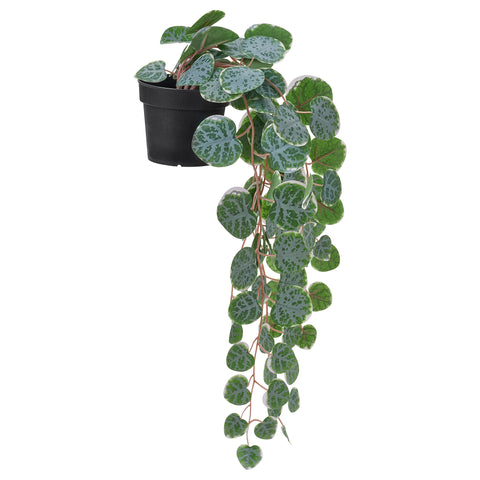FEJKA artificial potted plant, in/outdoor hanging/String of hearts, 9 cm