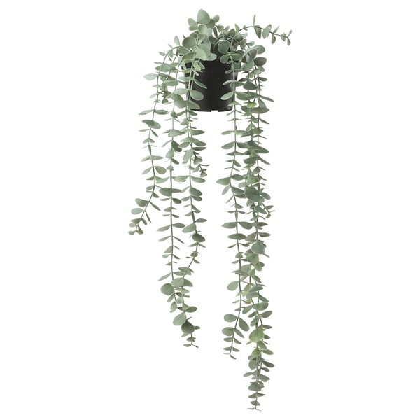 FEJKA artificial potted plant, in/outdoor hanging/eucalyptus, 9 cm