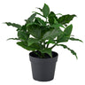 FEJKA artificial potted plant, in/outdoor/sweet bay, 9 cm