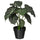 FEJKA artificial potted plant, in/outdoor Alocasia, 12 cm