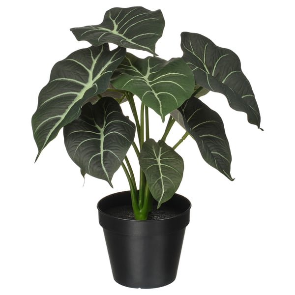 FEJKA artificial potted plant, in/outdoor Alocasia, 12 cm