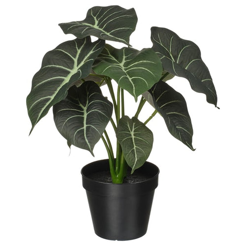 FEJKA artificial potted plant, in/outdoor Alocasia, 12 cm