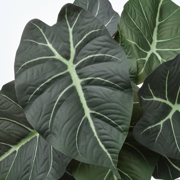 FEJKA artificial potted plant, in/outdoor Alocasia, 12 cm
