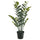 FEJKA artificial potted plant, in/outdoor Aroid palm, 15 cm