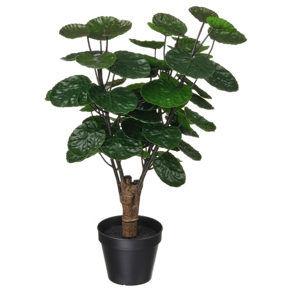 FEJKA - Artificial pot plant, indoor/outdoor Aralia,12 cm