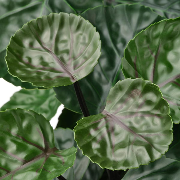 FEJKA artificial potted plant, in/outdoor Aralia, 12 cm
