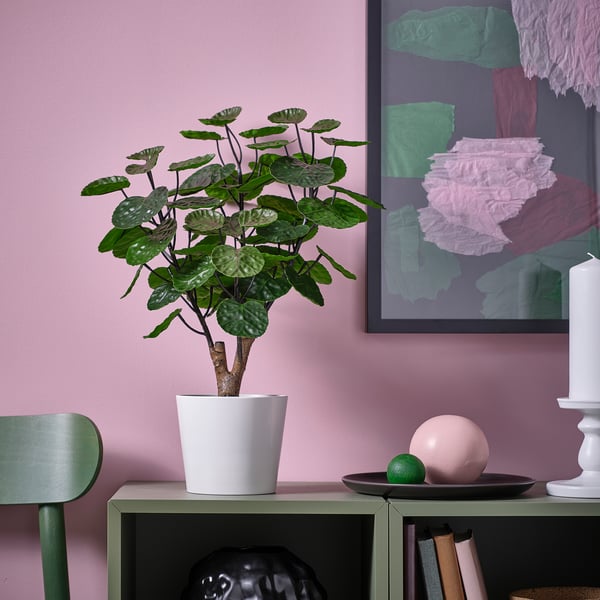 FEJKA artificial potted plant, in/outdoor Aralia, 12 cm