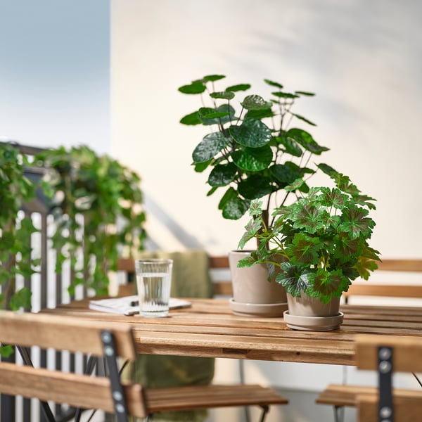 FEJKA artificial potted plant, in/outdoor Aralia, 12 cm