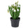 FEJKA artificial potted plant, in/outdoor/snowdrop white, 9 cm