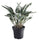 FEJKA artificial potted plant, in/outdoor calathea, 15 cm