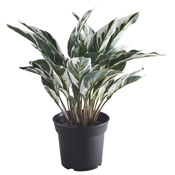 FEJKA - FEJKA Artificial potted plant, in/outdoor calathea, 15 cm