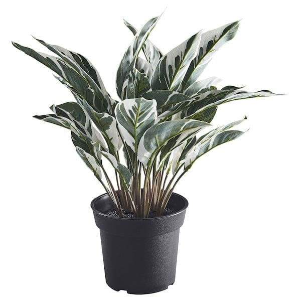FEJKA - Artificial potted plant, in/outdoor calathea, 15 cm