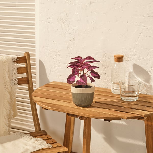 FEJKA - FEJKA Artificial potted plant, in/outdoor Painted nettle/red, 9 cm