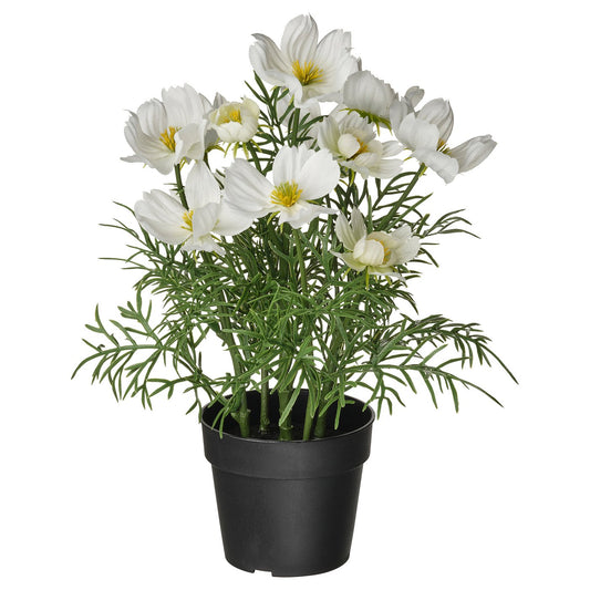 FEJKA artificial potted plant, in/outdoor/cosmos white, 9 cm
