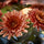 FEJKA artificial potted plant, in/outdoor/Chrysanthemums orange, 9 cm