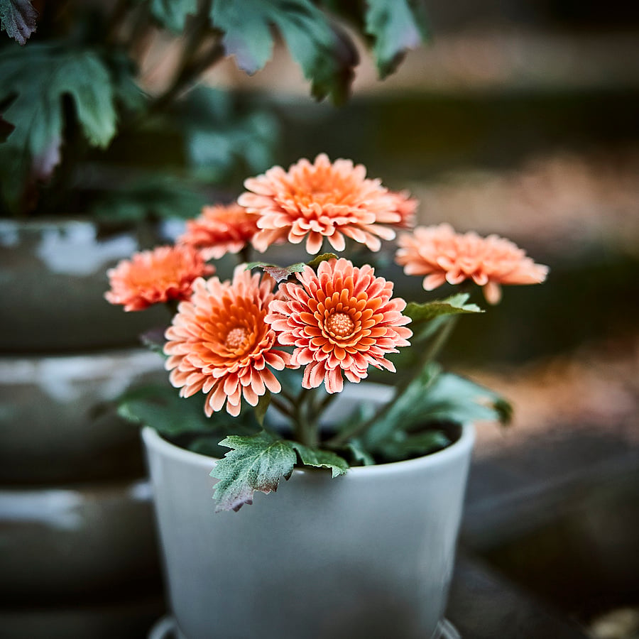 FEJKA artificial potted plant, in/outdoor/Chrysanthemums orange, 9 cm