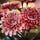 FEJKA artificial potted plant, in/outdoor/Chrysanthemums pink, 9 cm