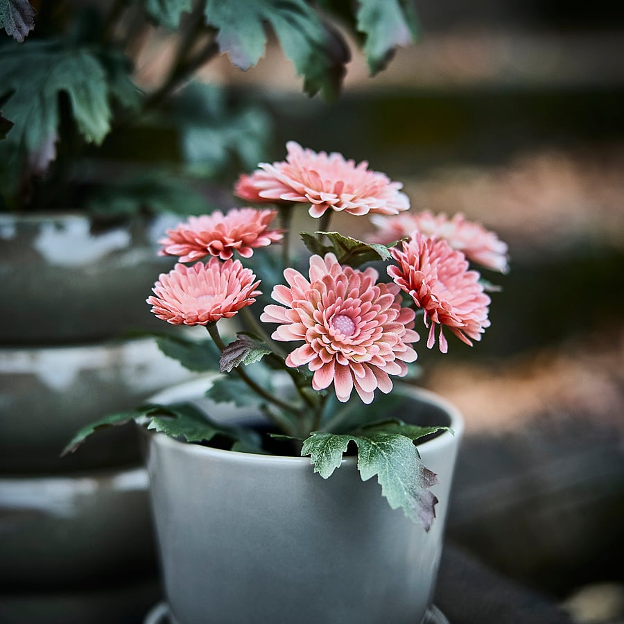 FEJKA artificial potted plant, in/outdoor/Chrysanthemums pink, 9 cm