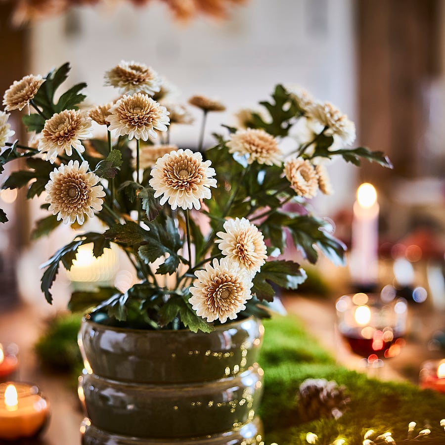 FEJKA artificial potted plant, in/outdoor/Chrysanthemums light orange, 15 cm