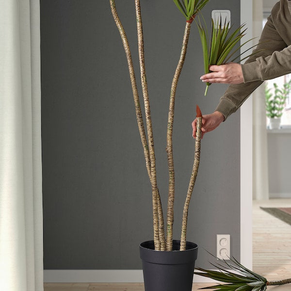 FEJKA - Artificial potted plant, in/outdoor Dracena, 23 cm