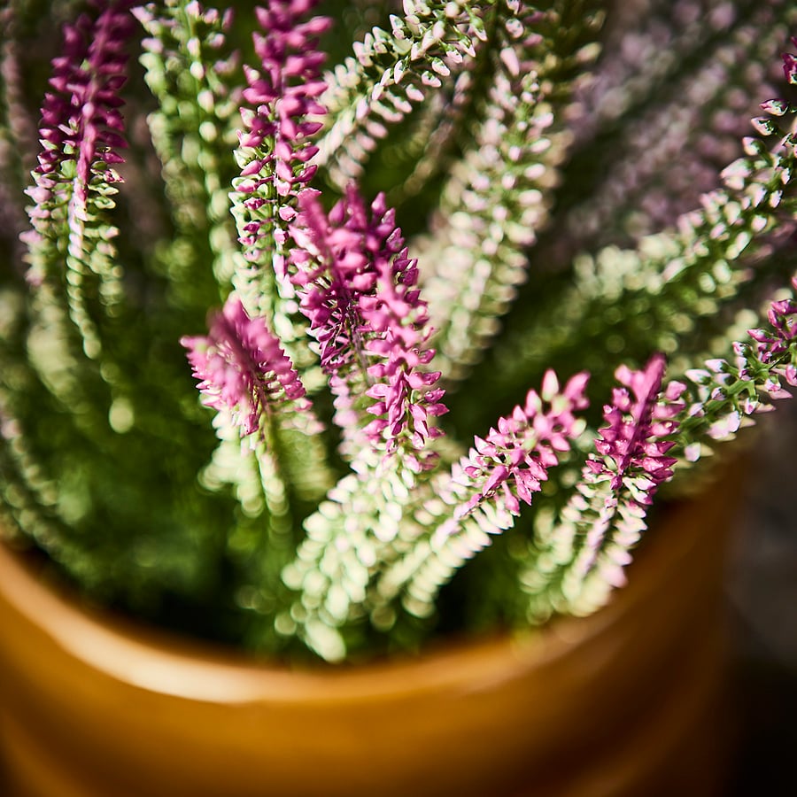 FEJKA artificial potted plant, in/outdoor/heather lilac, 12 cm