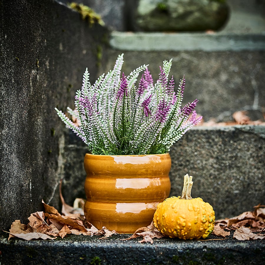 FEJKA artificial potted plant, in/outdoor/heather lilac, 12 cm