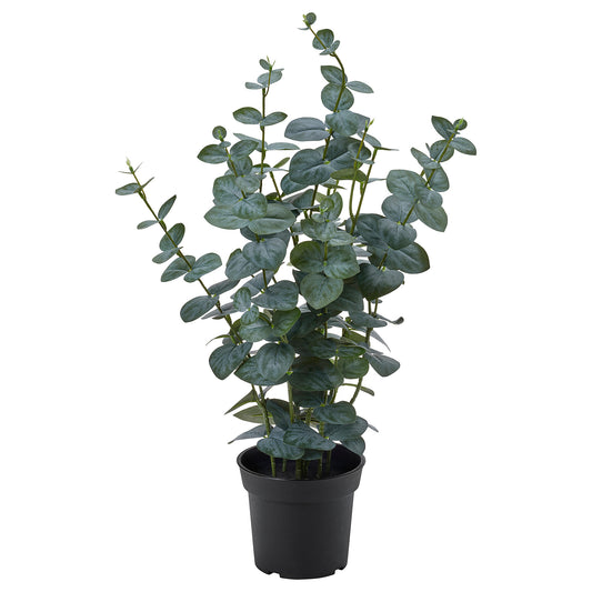 FEJKA artificial potted plant, in/outdoor eucalyptus, 15 cm
