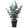 FEJKA artificial potted plant, in/outdoor eucalyptus, 15 cm