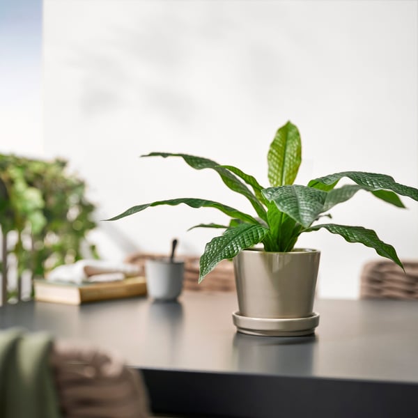FEJKA - Artificial plant in pot, for indoor/outdoor use Crocodile Fern, 12 cm.