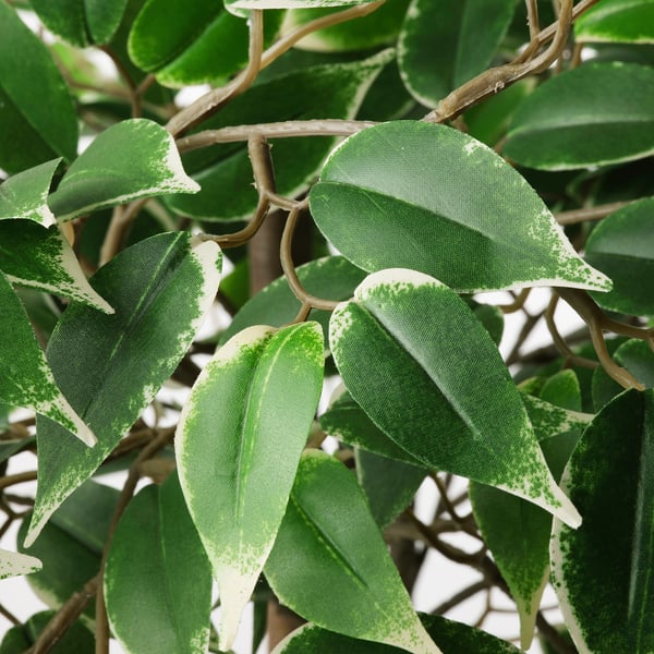 FEJKA artificial potted plant, in/outdoor Weeping fig, 21 cm