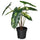 FEJKA artificial potted plant, in/outdoor Philodendron/green/white, 15 cm