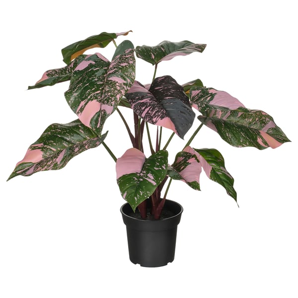 FEJKA artificial potted plant, in/outdoor Philodendron/green/pink, 15 cm