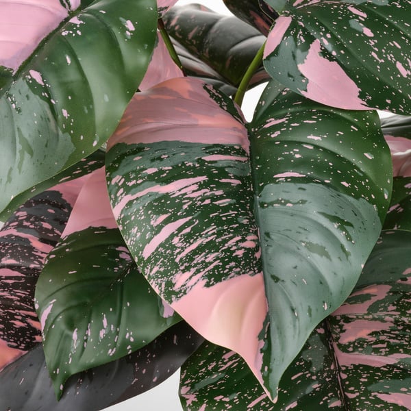 FEJKA artificial potted plant, in/outdoor Philodendron/green/pink, 15 cm