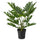 FEJKA artificial potted plant, in/outdoor Winterbourn, 19 cm