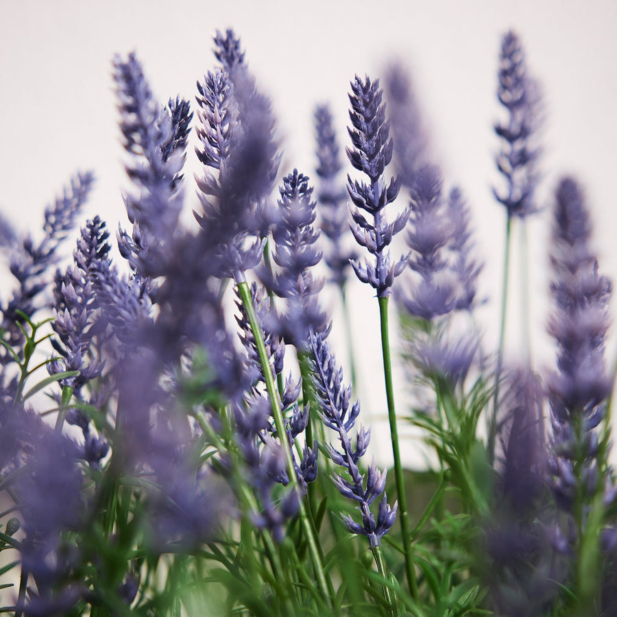 FEJKA artificial potted plant, in/outdoor/Lavender lilac, 12 cm