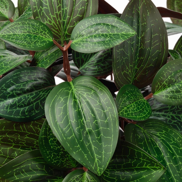 FEJKA artificial potted plant, in/outdoor Jewel orchid, 9 cm