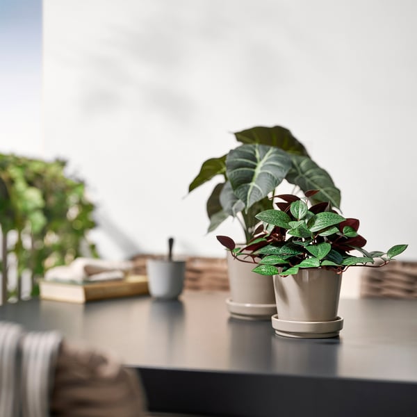 FEJKA artificial potted plant, in/outdoor Jewel orchid, 9 cm