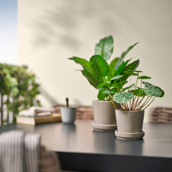 FEJKA artificial potted plant, in/outdoor Pilea, 9 cm