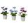 FEJKA artificial potted plant, in/outdoor/Pansy, 6 cm