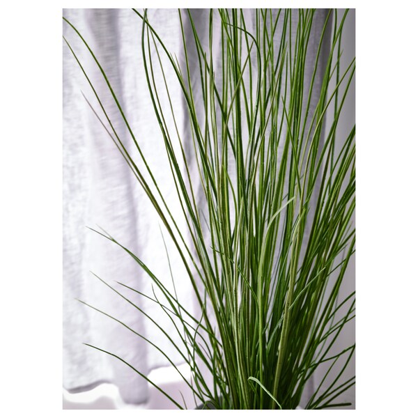 FEJKA - Artificial potted plant, grass, 17 cm