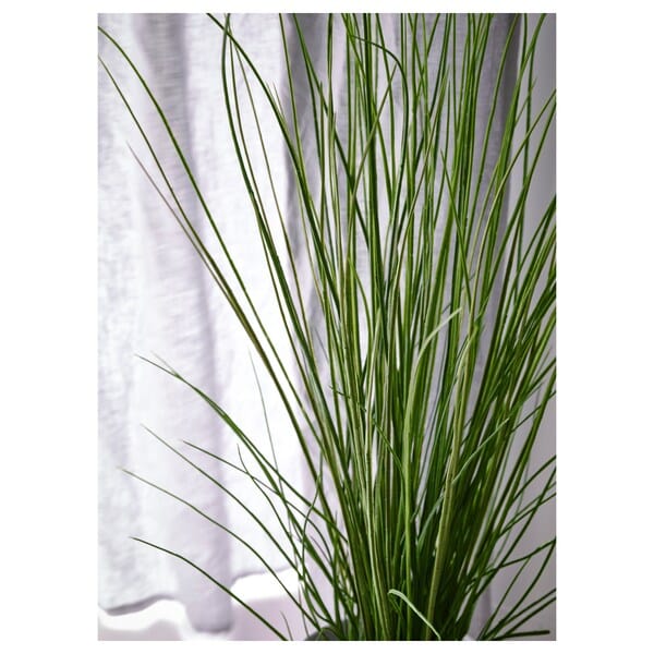 Ikea FEJKA - Artificial potted plant, grass, 17 cm