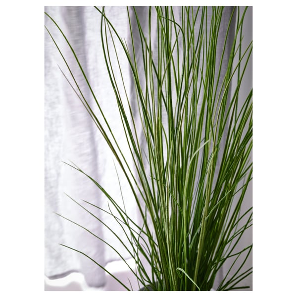 FEJKA artificial potted plant, grass, 17 cm