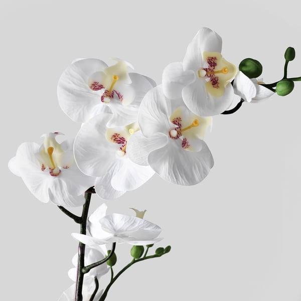 FEJKA artificial potted plant, Orchid white, 12 cm