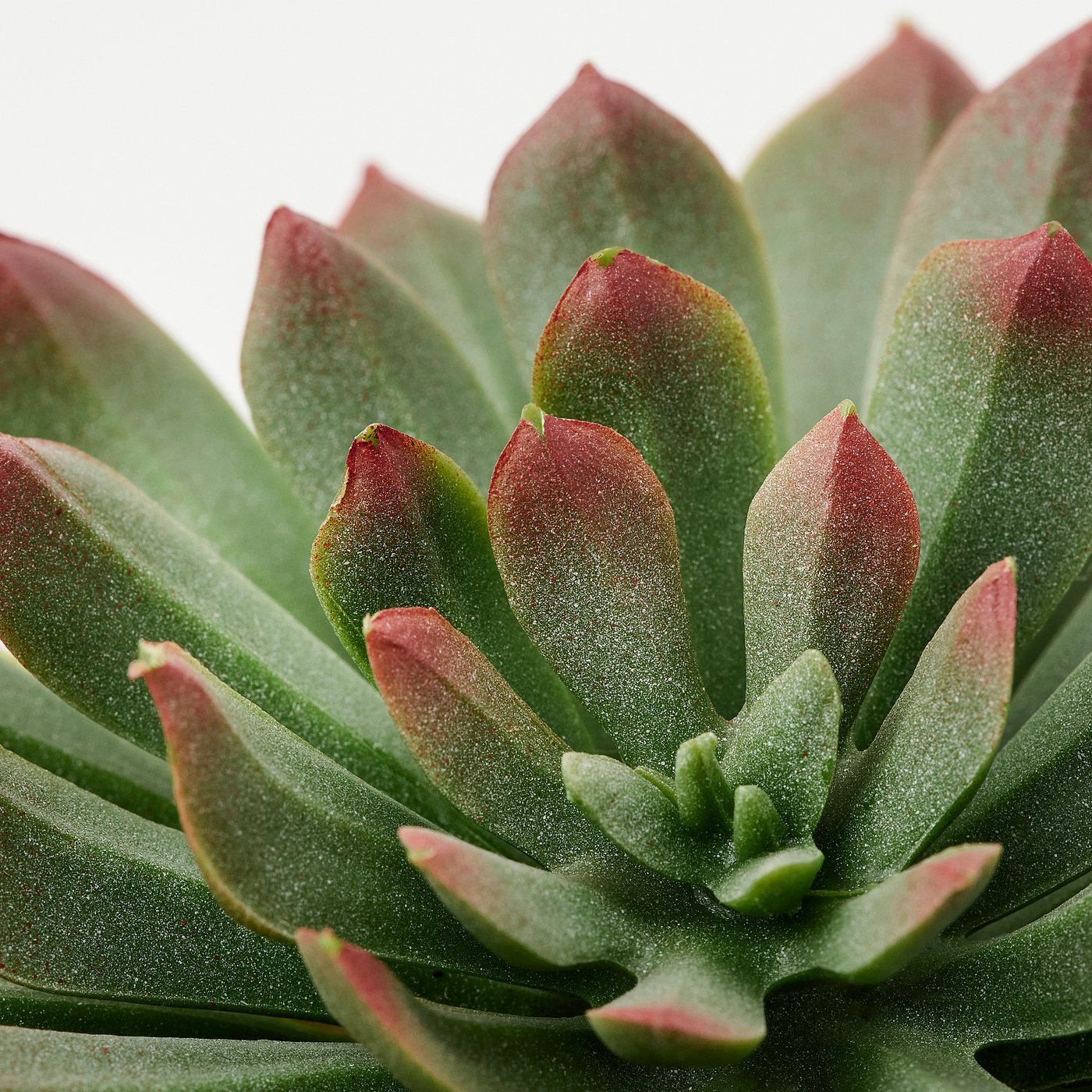 FEJKA artificial potted plant, set of 3, in/outdoor Succulent