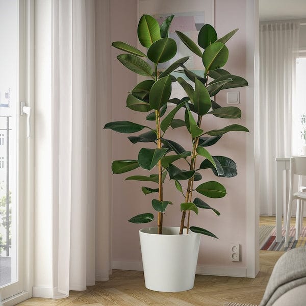 Ikea FICUS ELASTICA ROBUSTA - Potted plant, Rubber plant, 27 cm